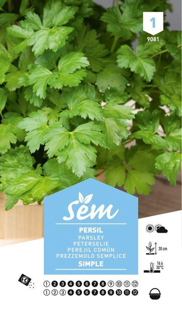 Graines de Persil Simple