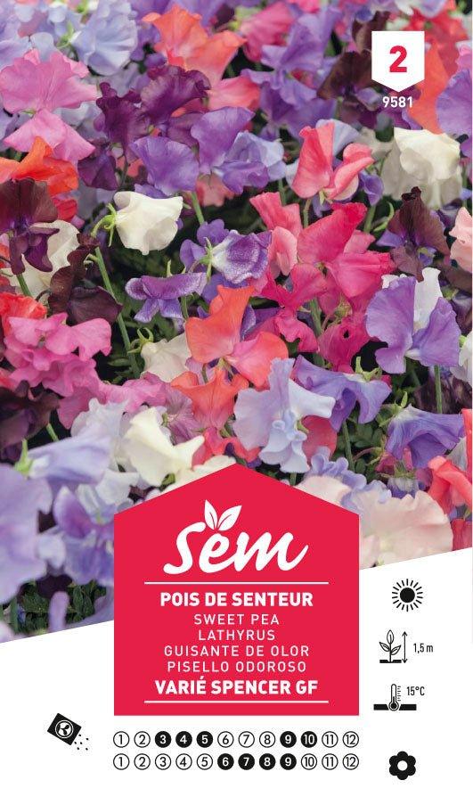 Graines de Pois De Senteur Varié Spencer Gf - FLEURANDIE