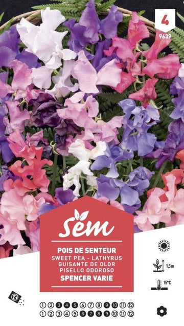 Graines de Pois de senteur XXL - FLEURANDIE