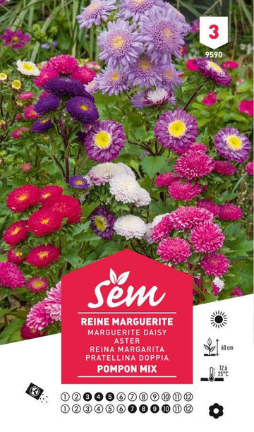 Graines de Reine Marguerite Pompon Mix - FLEURANDIE