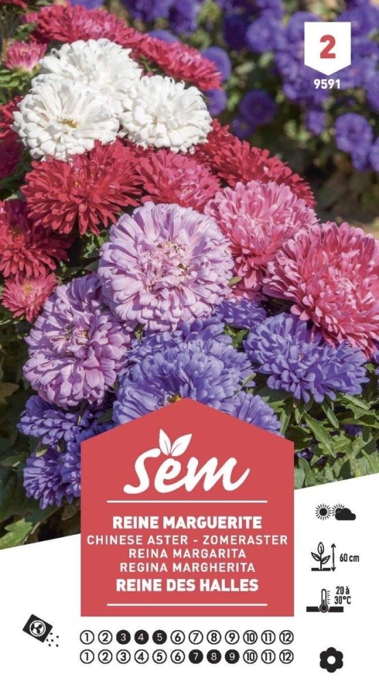 Graines de Reine Marguerite Reine Des Halles - FLEURANDIE