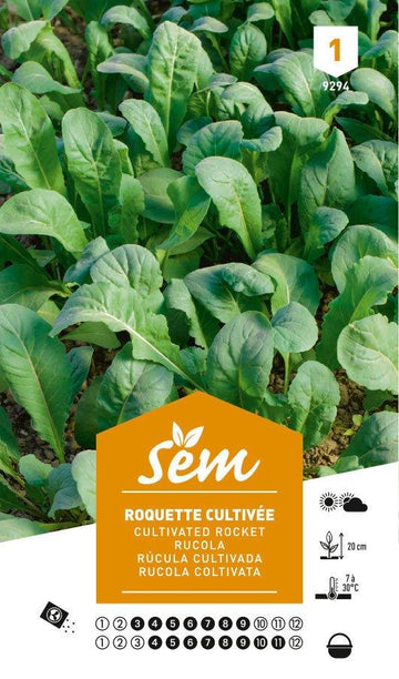 Graines de Roquette Cultivée