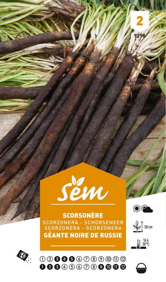 Graines de Scorsonère Géante Noire De Russie - FLEURANDIE