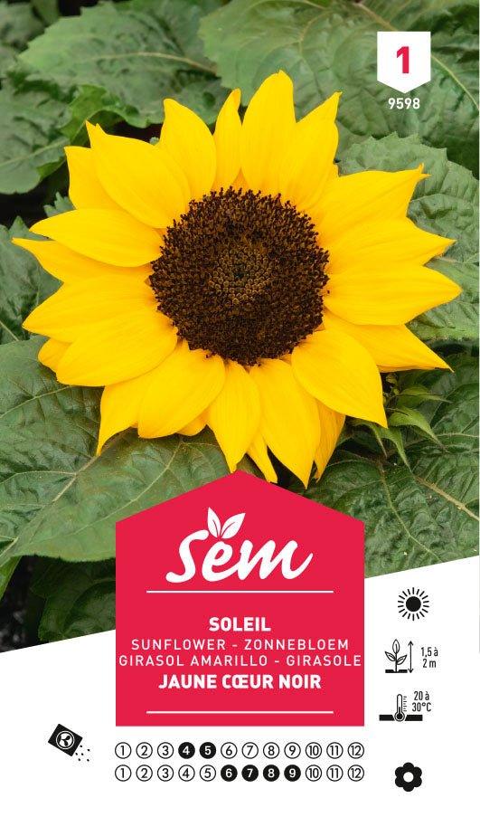 Graines de Soleil Jaune Cœur Noir - FLEURANDIE