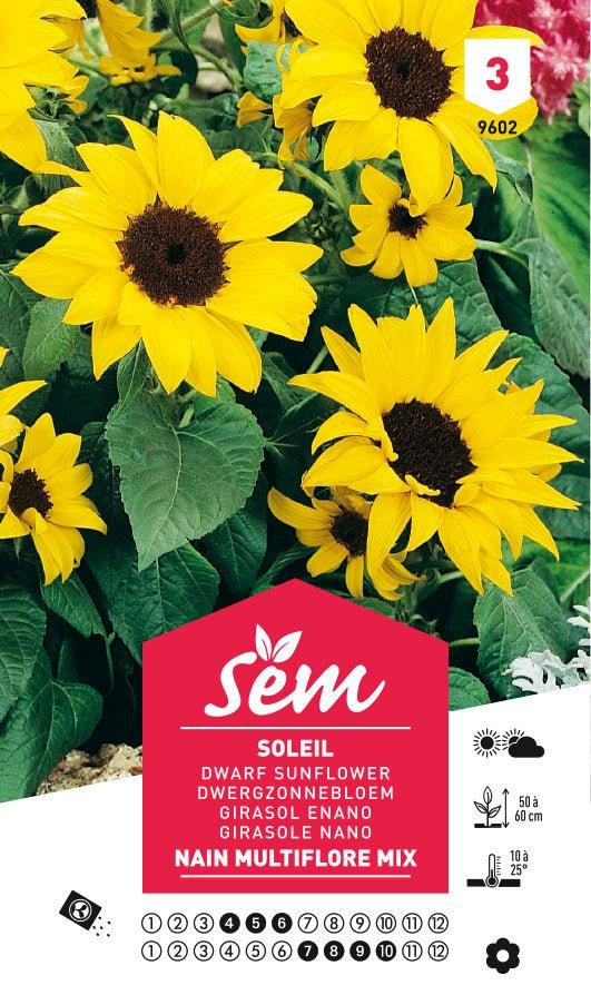 Graines de Soleil Nain Multiflore Mix - FLEURANDIE