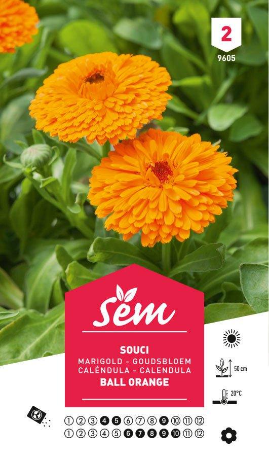 Graines de Souci Ball Orange - FLEURANDIE