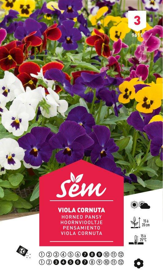 Graines de Viola Cornuta - FLEURANDIE
