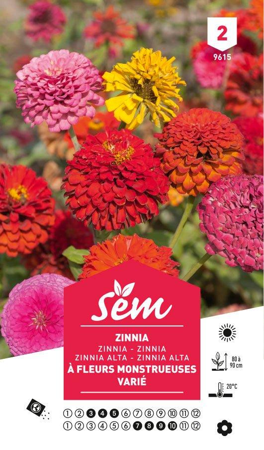 Graines de Zinnia À Fleurs Monstrueuses Varié - FLEURANDIE