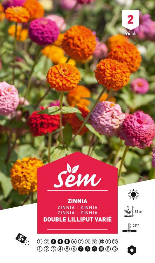 Graines de Zinnia Double Lilliput Varié - FLEURANDIE