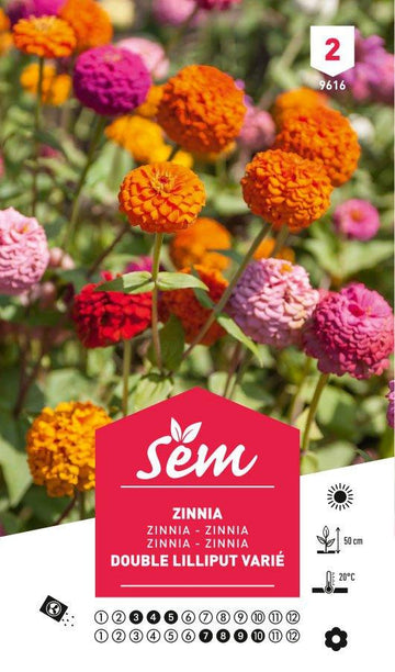 Graines de Zinnia Double Lilliput Varié