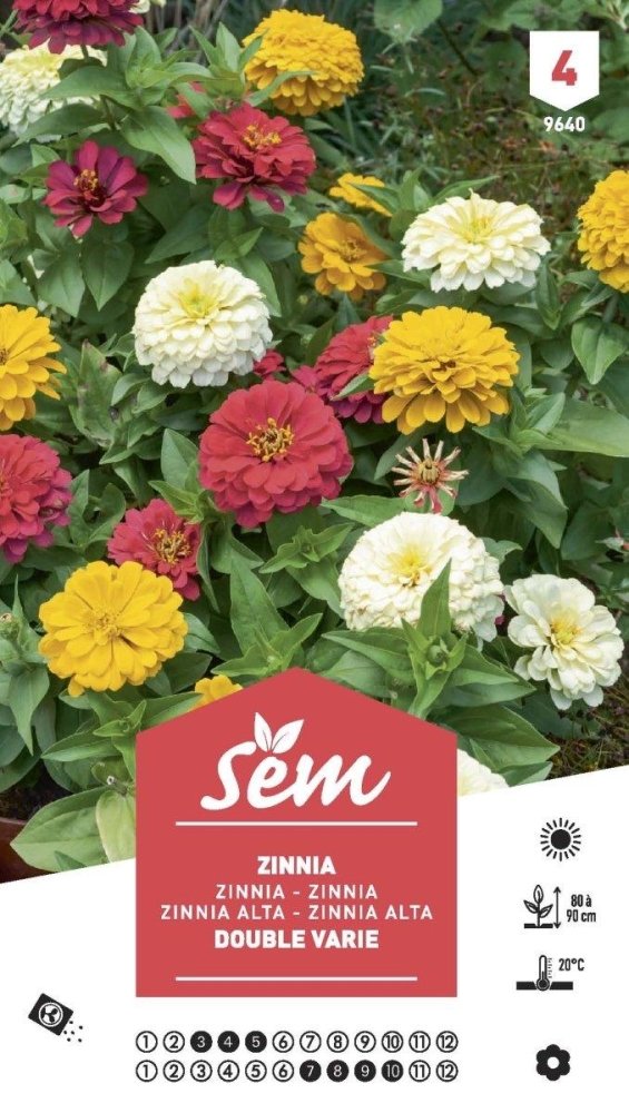 Graines de Zinnia double varié XXL - FLEURANDIE