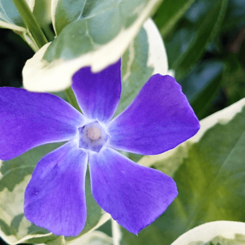 Grande Pervenche panachée - Vinca major Variegata - FLEURANDIE