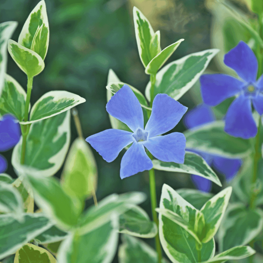 Panachee Grande Pervenche panachée - Vinca major Variegata