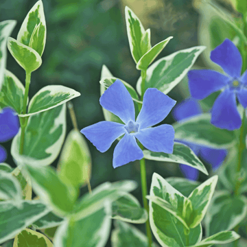 Grande Pervenche panachée - Vinca major Variegata