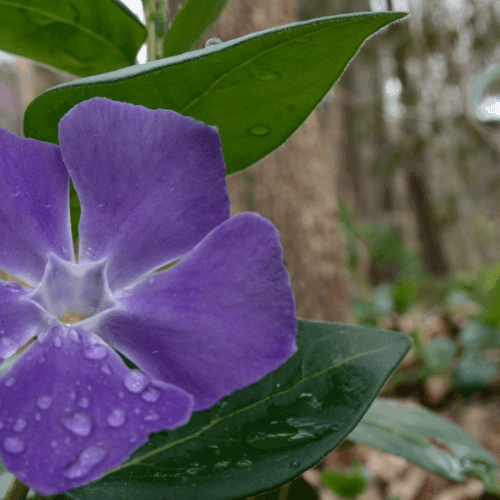 Grande Pervenche - Vinca major - FLEURANDIE