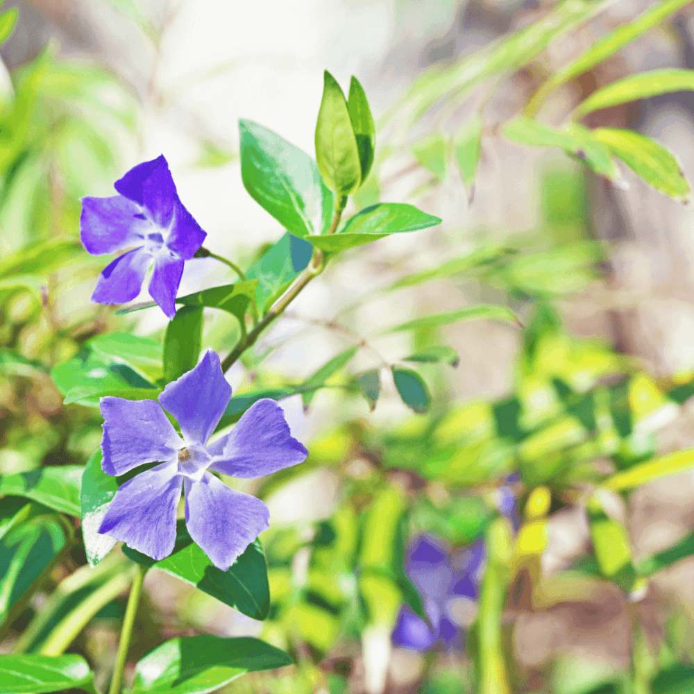 Grande Pervenche - Vinca major - FLEURANDIE