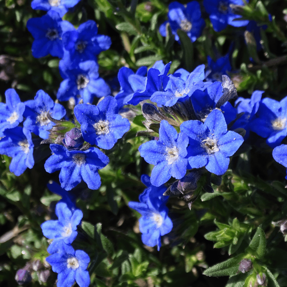 Grémil 'Heavenly Blue' - Lithodora diffusa 'Heavenly Blue' - FLEURANDIE