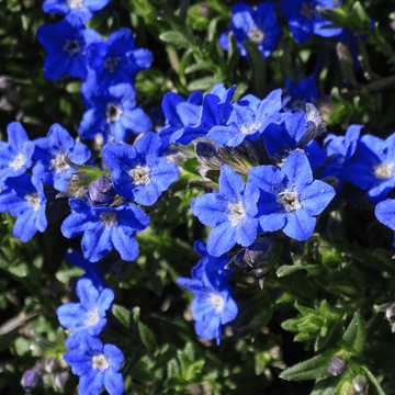 Grémil 'Heavenly Blue' - Lithodora diffusa 'Heavenly Blue'