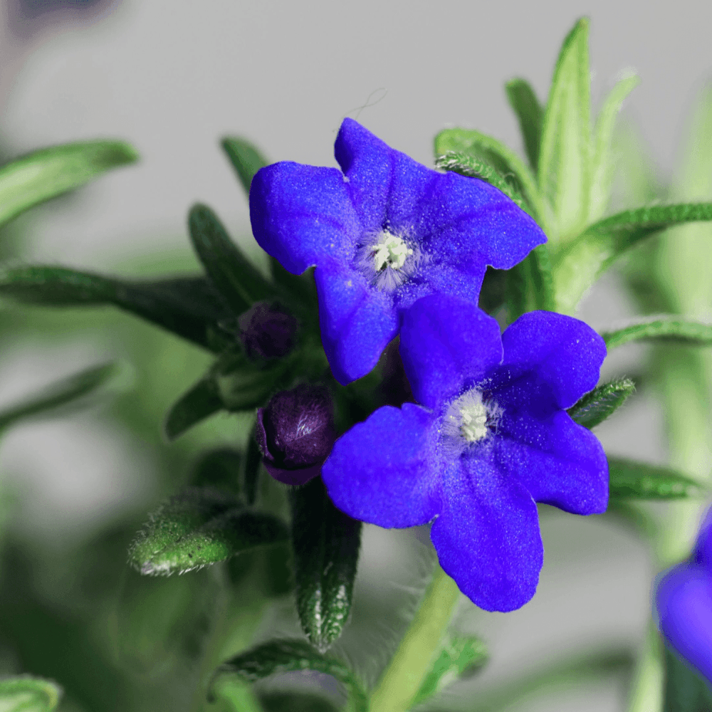 Grémil 'Heavenly Blue' - Lithodora diffusa 'Heavenly Blue' - FLEURANDIE