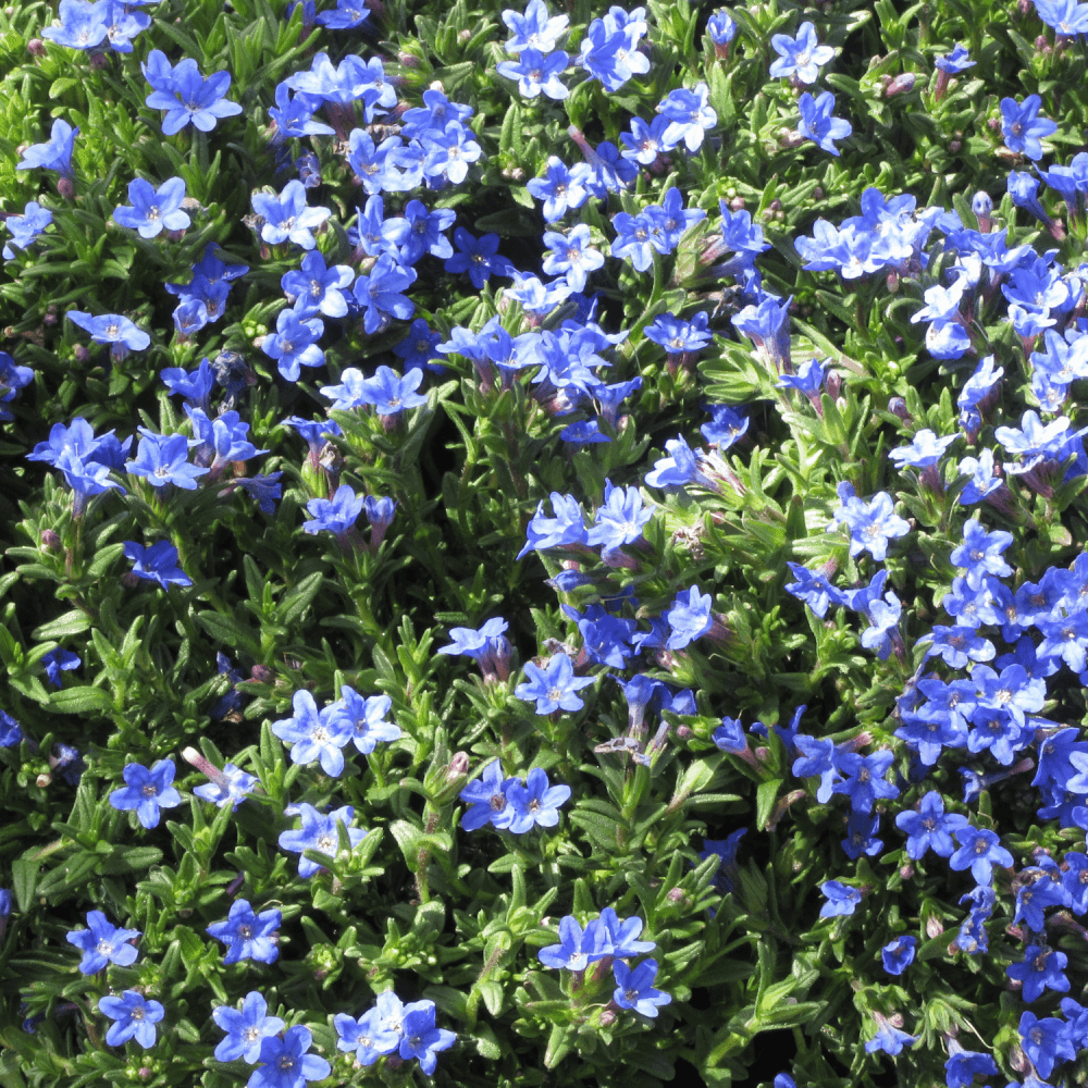 Grémil 'Heavenly Blue' - Lithodora diffusa 'Heavenly Blue' - FLEURANDIE