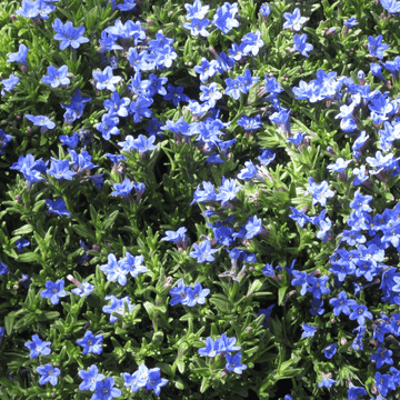 Grémil 'Heavenly Blue' - Lithodora diffusa 'Heavenly Blue'