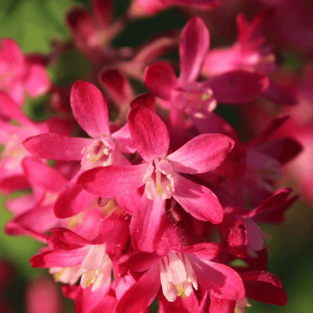 Groseiller à fleurs 'King Edward VII' - Ribes sanguineum 'King Edward VII' - FLEURANDIE