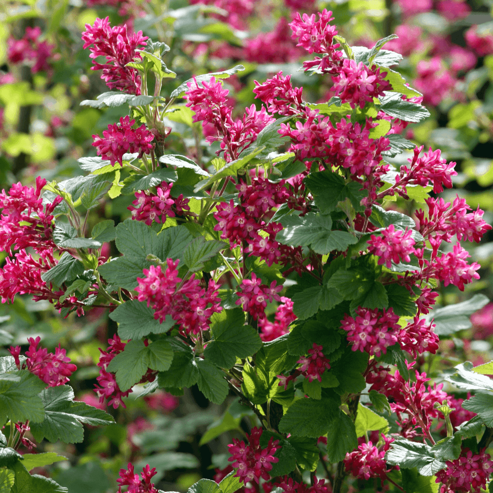 Groseiller à fleurs 'King Edward VII' - Ribes sanguineum 'King Edward VII' - FLEURANDIE