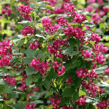 Groseiller à fleurs 'King Edward VII' -  Ribes sanguineum 'King Edward VII'