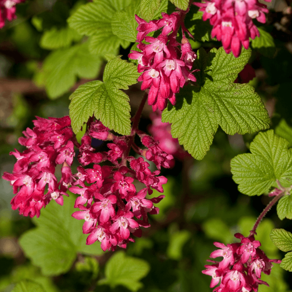 Groseiller à fleurs 'King Edward VII' - Ribes sanguineum 'King Edward VII' - FLEURANDIE