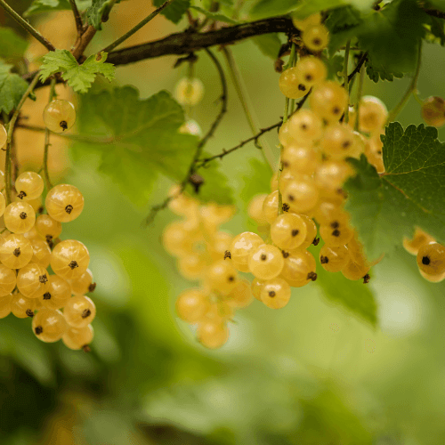 Groseiller blanc - Ribes rubrum - FLEURANDIE