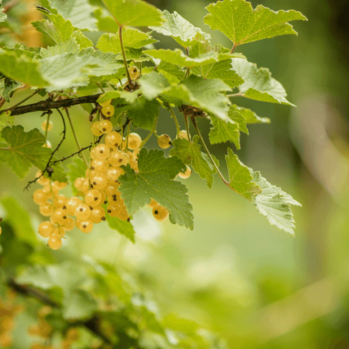 Groseiller blanc - Ribes rubrum - FLEURANDIE