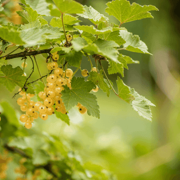 Groseiller blanc - Ribes rubrum