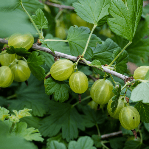 Groseillier à maquereaux 'Blanc' - Ribes uva-crispa 'Blanc' - FLEURANDIE