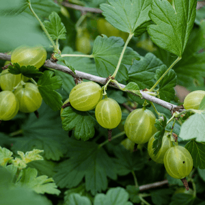 Groseillier à maquereaux 'Blanc' - Ribes uva-crispa 'Blanc' - FLEURANDIE