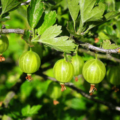 Groseillier à maquereaux 'Blanc' - Ribes uva-crispa 'Blanc' - FLEURANDIE