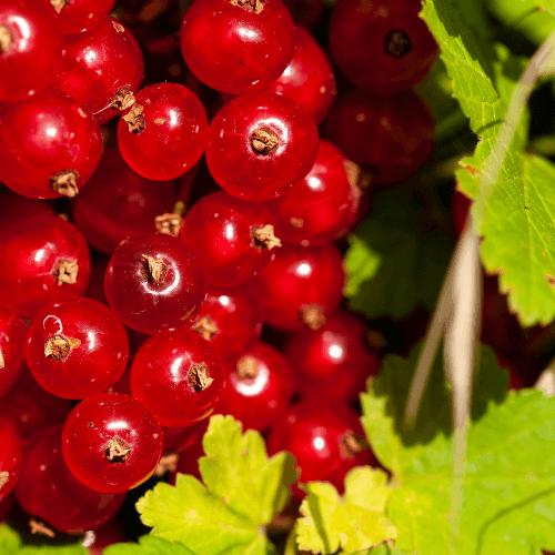 Groseillier 'Jonkheer van Tets' - Ribes rubrum 'Jonkheer van Tets' - FLEURANDIE