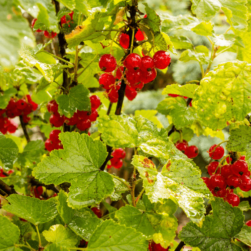 Groseillier 'Jonkheer van Tets' - Ribes rubrum 'Jonkheer van Tets' - FLEURANDIE