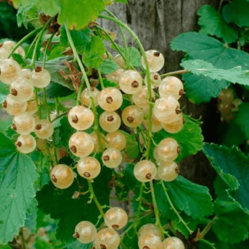 Groseillier 'Versaillaise Blanche' - Ribes rubrum 'Versaillaise Blanche' - FLEURANDIE