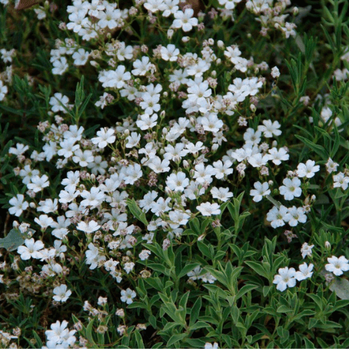 Gypsophile blanc rampant - Gypsophila repens 'Alba' - FLEURANDIE