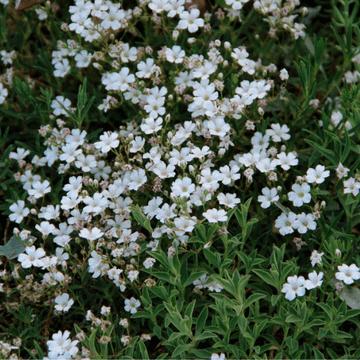 Gypsophile blanc rampant -  Gypsophila repens 'Alba'