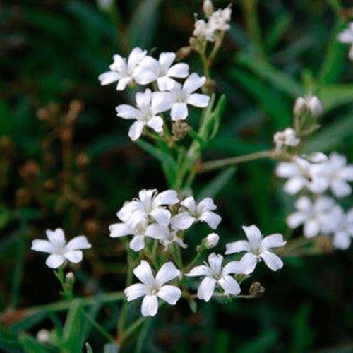 Gypsophile blanc rampant - Gypsophila repens 'Alba' - FLEURANDIE