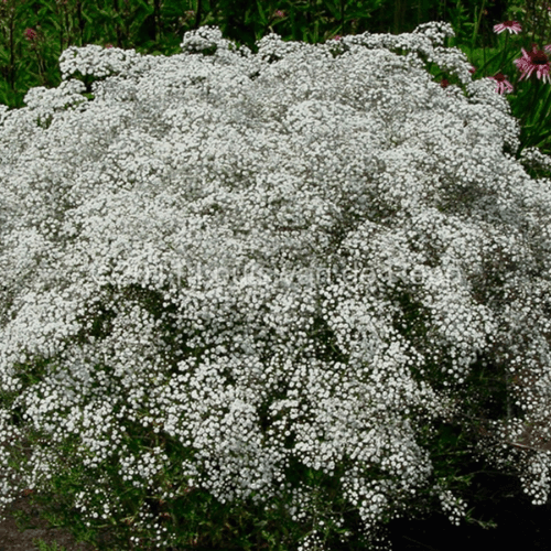 Gypsophile paniculé 'Bristol Fairy' - Gypsophila paniculata 'Bristol Fairy' - FLEURANDIE