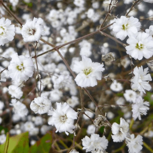 Gypsophile paniculé 'Bristol Fairy' - Gypsophila paniculata 'Bristol Fairy' - FLEURANDIE