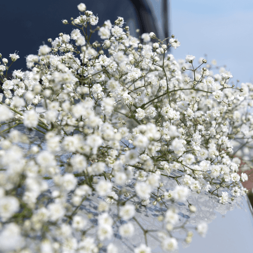 Gypsophile paniculé 'Bristol Fairy' - Gypsophila paniculata 'Bristol Fairy' - FLEURANDIE