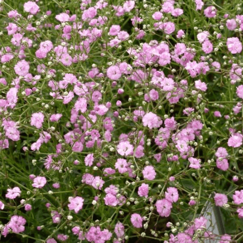 Gypsophile paniculé 'Flamingo' - Gypsophila paniculata 'Flamingo' - FLEURANDIE