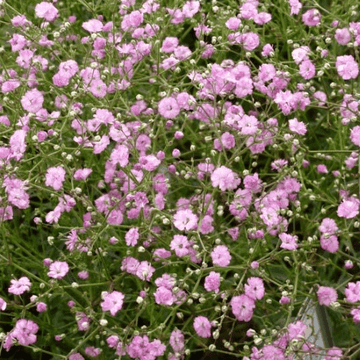 Gypsophile paniculé 'Flamingo' - Gypsophila paniculata 'Flamingo'