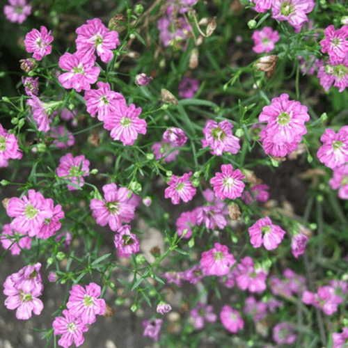 Gypsophile rampant 'Schonheit' - Gypsophila repens 'Schonheit' - FLEURANDIE