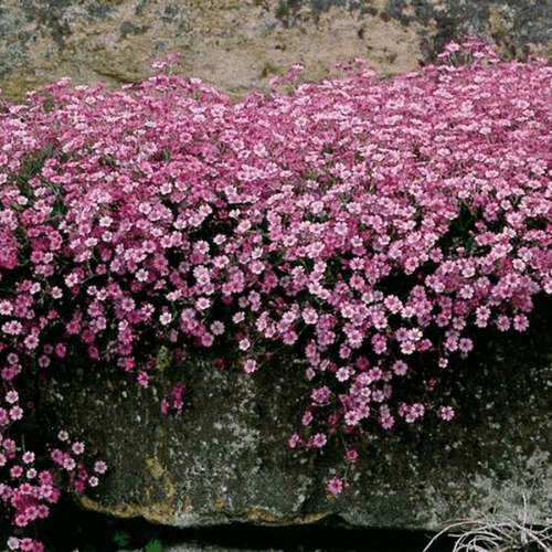 Gypsophile rampant 'Schonheit' - Gypsophila repens 'Schonheit' - FLEURANDIE