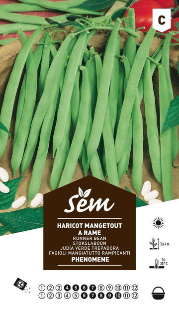 Haricot à rame mangetout Phénomène