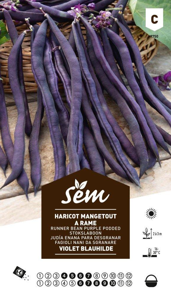 Haricot à rame mangetout violet Biaulhide - FLEURANDIE